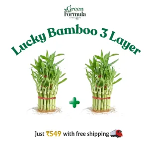 Lucky Bamboo 3 Layer (2 Nos)