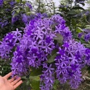 Petrea volubilis purple