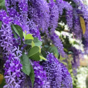 Petrea volubilis purple