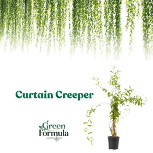 Curtain Creeper