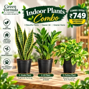 Indoor Plant Combo