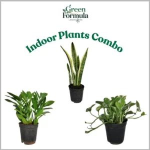 Indoor Plant Combo