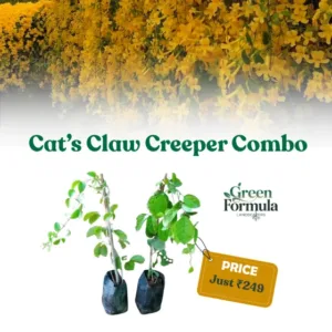 Cats Claw Creeper Combo