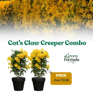 Cats Claw Creeper Combo