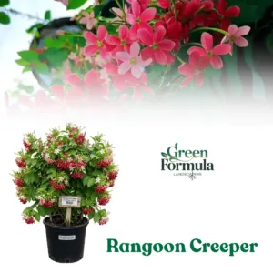 Rangoon Creeper