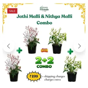 Jathi Malli & Nithya Malli Combo