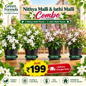 Jathi Malli & Nithya Malli Combo