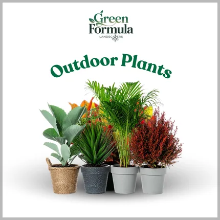 Outdoor Plants