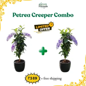Petrea Creeper Combo