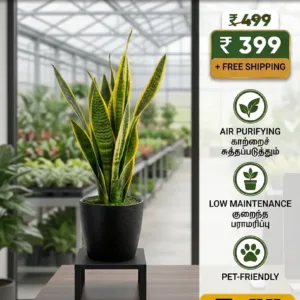 Snake Plant Single Piece ( Offer Price )