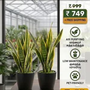 Snake Plants Combo ( 2Nos Combo Offer )