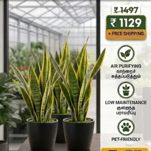 Snake Plants Combo ( 3 Nos Combo Offer)