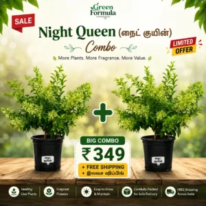 Night Queen Big (Combo)