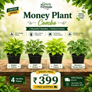 Money Plant Combo