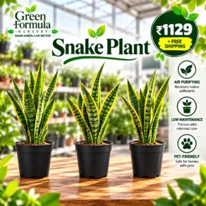 Snake Plants Combo ( 3 Nos Combo Offer)