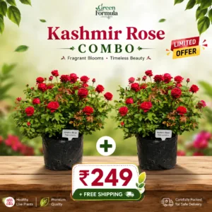 Kashmir Rose Combo
