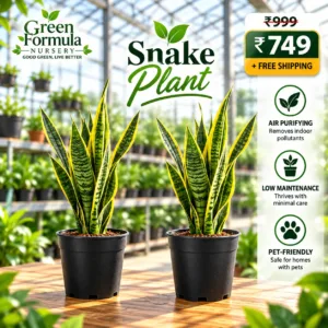 Snake Plants Combo ( 2 Nos Combo Offer )