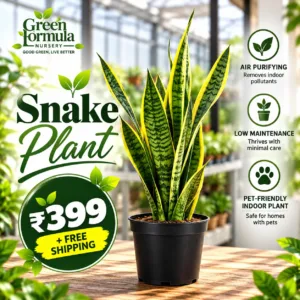 Snake Plant Single Piece ( Offer Price )