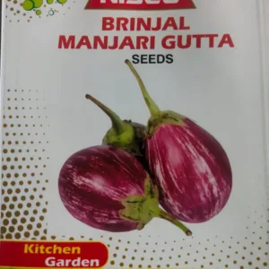 NISCO Brinjal Manjari Gutta Seeds