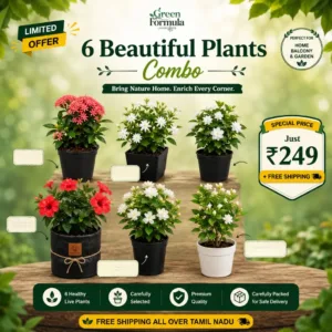 6 Colourful Flower Combo
