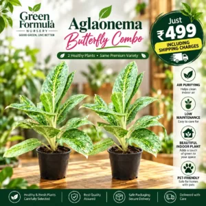 Aglaonema Butterfly Combo Offer 2 Plants