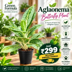 Aglaonema Butterfly