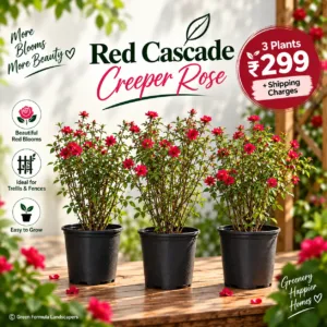 Red Cascade Creeper Rose - 3 Plant Combo