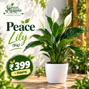 Peace Lily (Big)