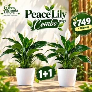 Peace Lily (Big) 1+1 Combo