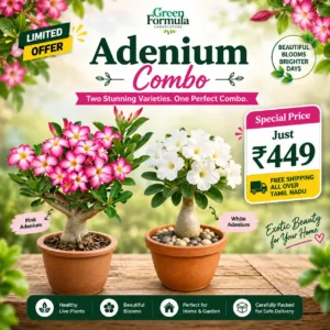Adenium Combo