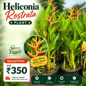 Heliconia Rostrata Plant