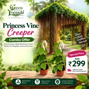 Princess Vine Creeper Combo