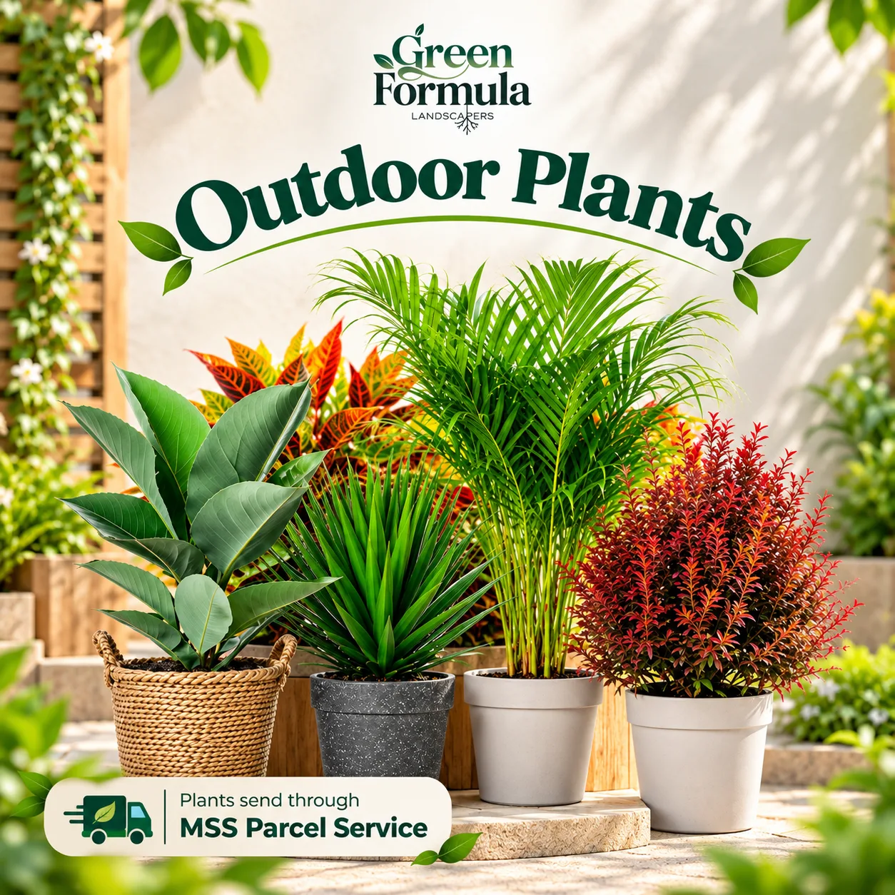 Outdoor Plants