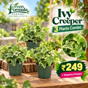 Ivy Creeper 3 Plants Combo