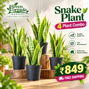 Snake Plant 4 Plants Combo